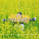 슬도아트 미디어아트 전시 [96.5] | 울산 슬도 주차부터 유채꽃까지 즐기고 온 후기