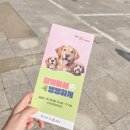 댕댕하개