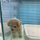 리얼독스 강아지분양 일산본점 이미지