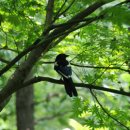 나무와 새 이미지