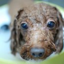 도그스케치 이미지