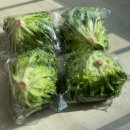 광채농장 이미지