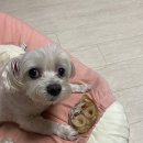 원두네 멍냥백서 이미지