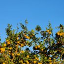 부영농장 이미지