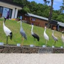 DMZ 평화쉼터 이미지