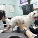 (주)피플펫 뉴스1