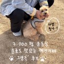 독 | 부산 강서구 3,000평 애견카페 '그랑독' 후기