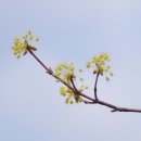 에콜리안정선골프장 이미지