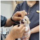 데일리 동물의료센터 이미지