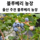 주전블루베리 네이버블로그