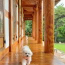 월인당 | 영암 월인당 전남 애견 동반 한옥 숙소 페텔 예약