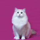 바비돌/픽시윙스캐터리 이미지