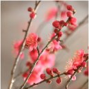 매화청소년문화센터 | 홍매화 백매화 출사지 청소년문화센터