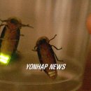 반딧불이 이미지