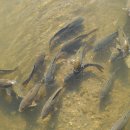 동안교 앞 이미지