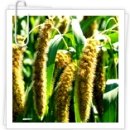 고향내음 이미지