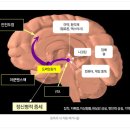 뇌와 대마초, 환각제의 위험 이미지