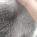 씨에이치동물병원 | 암사동 동물병원 강아지 진물 CH동물병원 추천해요