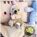 부산애견호텔 애견유치원 맘바이 부산북구점 이미지