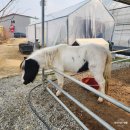 이원로 | 용인 딸기농장 체험했어요! 아이랑 가볼만한곳 &#39;헤븐온어스&#39; 후기