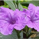 한국의 자원식물, 루엘리아 브리토니아나, 우창꽃[紫花芦莉草] 이미지
