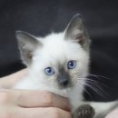 마포고양이도레미캣 이미지