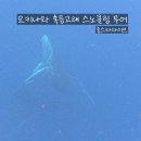 베스트메디칼 | 홍스타다이브 혹등고래 스노클링 투어 후기 🐳 | 한인 투어 | 오키나와 2월 여행 | 여자 혼자 여행