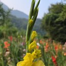 글라디올러스 20구(1명)(이벤트?) 이미지