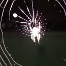 존재의 무게 이미지