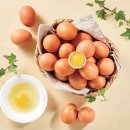 에그트리 이미지