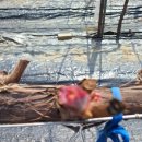 육일농원 이미지