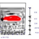 장뇌삼(산양삼) 재배기술 이미지