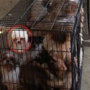 카라말티즈 이미지