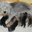 댄디애견 이미지