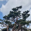 한국의 풍수 사상(조선시대를 중심으로)③