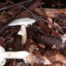 Agaricus silvicola (Vittadini) Peck-담황색주름버섯 이미지