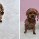 J애견미용 이미지