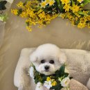 축복 펫살롱 이미지