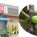 샛별쭈꾸미 이미지