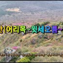 한라산(어리목~윗세오름~영실) 진달래 산행