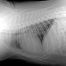 삼화 우수한 동물병원 이미지