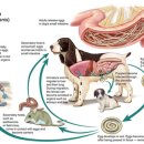 아포동물약국 이미지