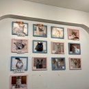 고양이별 캣 카페 이미지