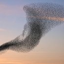 멍멍하니? 이미지