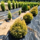 골든엔젤 이미지