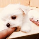 미스터멍 이미지