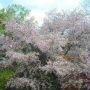 수정초 법주분교 이미지