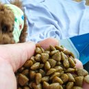 로열 퍼피샵 이미지