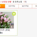 다온야생화