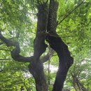 [경북] 2026, 경산 Deep Tour … 6. 자인 계정숲